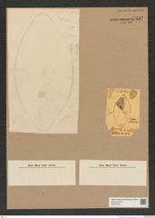 Diatomeae indet. Zeichnungen Sammlung Grunow Nr. 7592 (NHMW-BOT-W0376753)